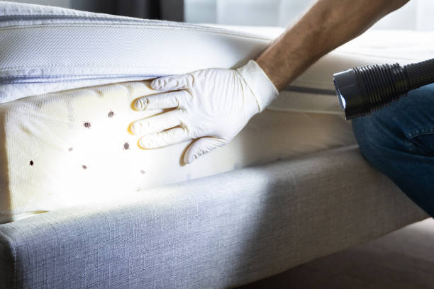 Trusted Skippers Corner, NC Pest Control Experts